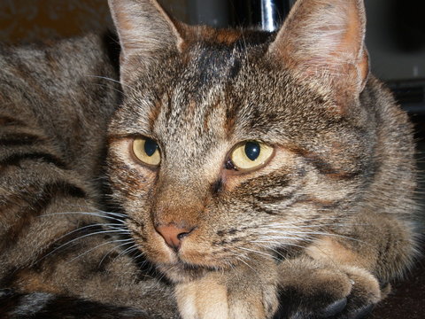 OLYMPUS DIGITAL CAMERA