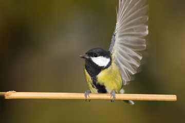 Free tit is taking off