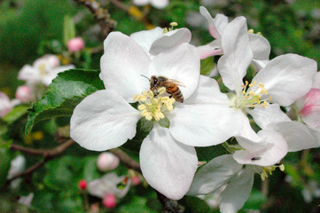 Fototapeta na wymiar Kwiat jabłoni