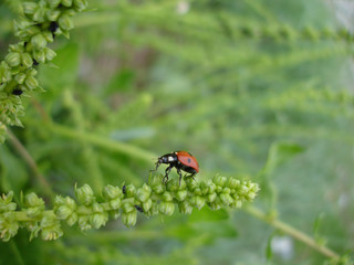 PUCERONS ET COCCINELLE