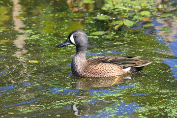 Obraz premium Male Blue-winged Teal
