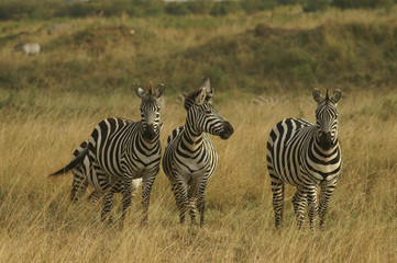 Burchell Zebra's