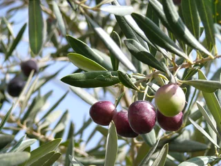 OLIVE YIELD