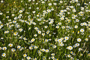 Field of daisies