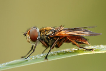Close-up of hoverfly Phasia hemiptera in morning dew