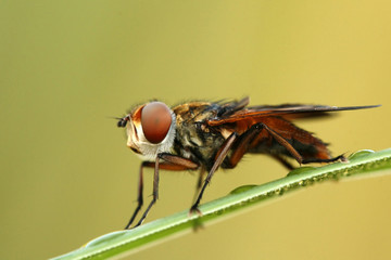 Close-up of hoverfly Phasia hemiptera in morning dew