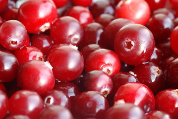 sfondo di bacca rossa