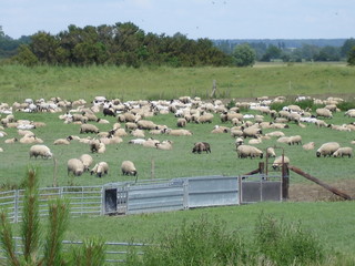 troupeau de moutons