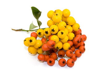 Yellow and red viburnum fruits