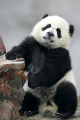Naklejka premium Giant Panda Cub