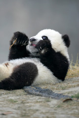 Fototapeta premium Giant Panda