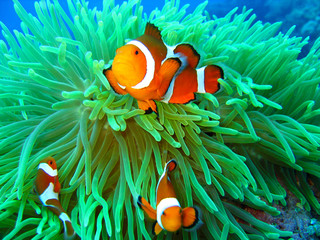 Fototapeta na wymiar Nemo znaleziono