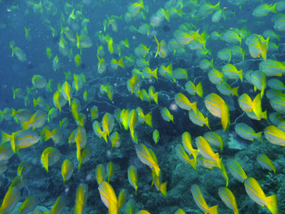 Fototapeta na wymiar Ryby tropikalne rafy koralowej