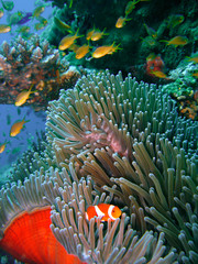 Naklejka na ściany i meble Kolorowe ryb raf koralowych
