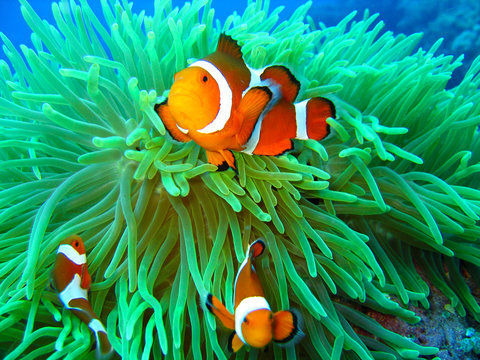 Nemo found