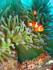 Tropical clown fish