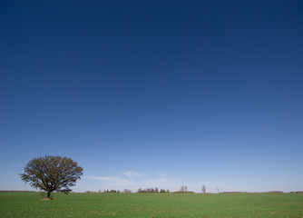 Lone Tree in Field