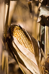 Corn Cob on Stalk