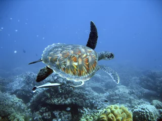 Foto auf Acrylglas Schildkröte Grüne Meeresschildkröte
