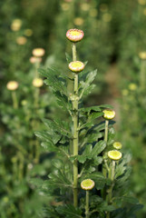 Chrysanthemum in Nikita botanical garden, Crimea Ukraine