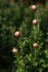 Chrysanthemum in Nikita botanical garden, Crimea Ukraine