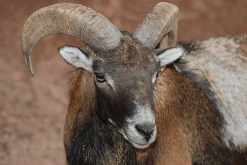 mouflon