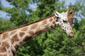 Giraffe
