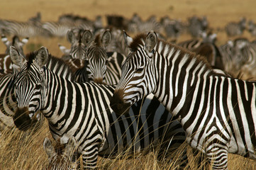 Fototapeta na wymiar Burchell Zebra's