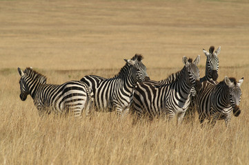 Fototapeta na wymiar Burchell Zebra's
