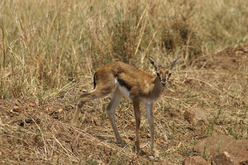 Newborn Thomsons Gazelle