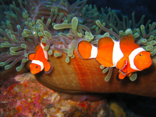 Tropical clown fish family