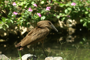 Hamerkop