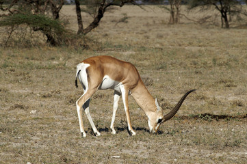 Male Grant Gazelle