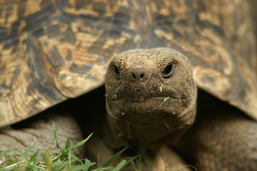 Leopard Tortoise