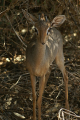 Kirk's Dikdik