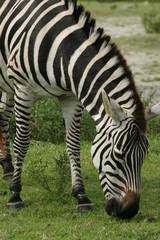 Fototapeta na wymiar Zebra jedzenia