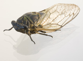 cicada