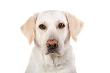 Labrador retriever
