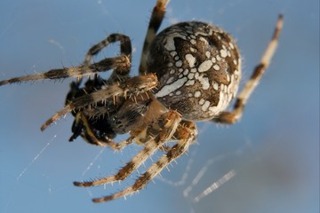 Spider