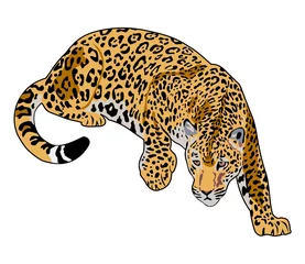 Foto op Plexiglas illustration of jaguar © goce risteski