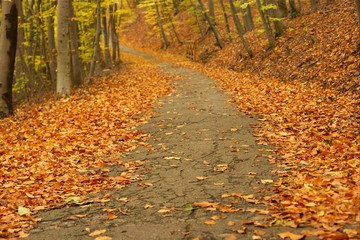 Autumn Path