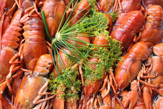 Crayfish and dill, delicacy in Sweden