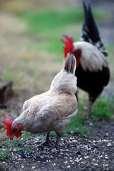 Female and male chicken