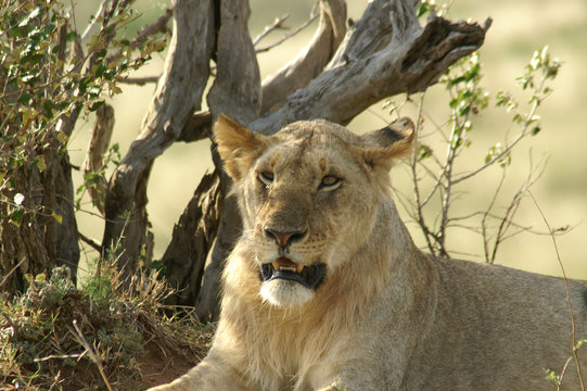 Fototapeta Young male lion