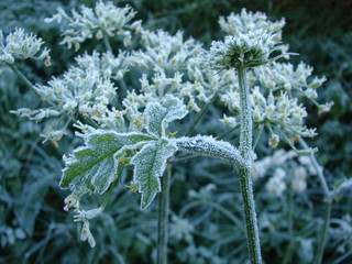 Fleur glacée