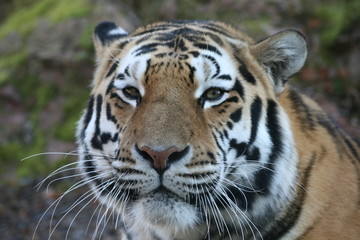 tiger