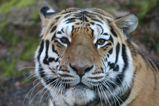 tiger