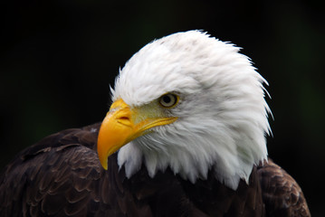 American Bald Eagle (Haliaeetus leucocephalus)
