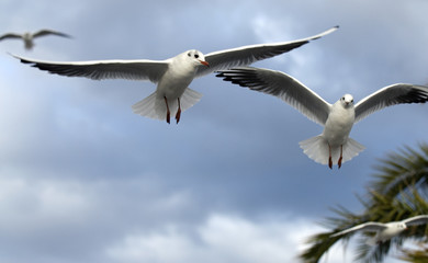 mouettes