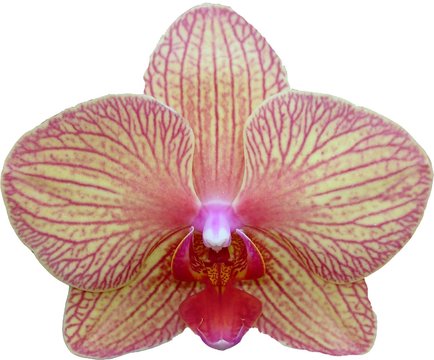 fleur d'orchid&eacute;e